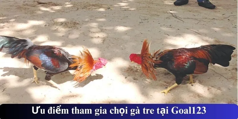 Ưu điểm tham gia chọi gà tre tại Goal123